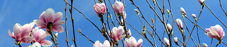 Magnolien-3.jpg